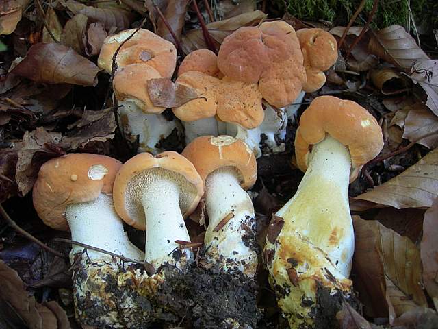 Funghi Alsaziani